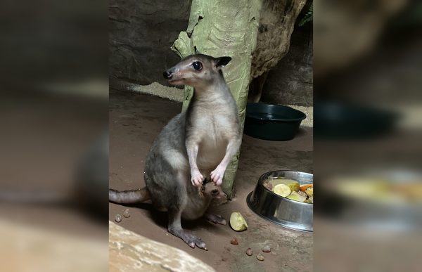Малыш кенгуру Хагена родился в зоопарке «Лимпопо»
