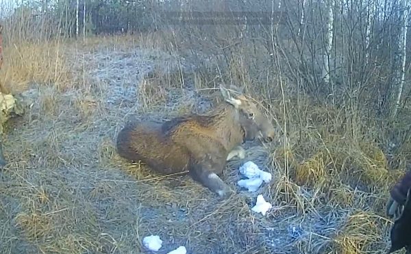 Видео дня: сотрудники госохотнадзора дважды спасли провалившуюся под лёд лосиху в Городецком районе