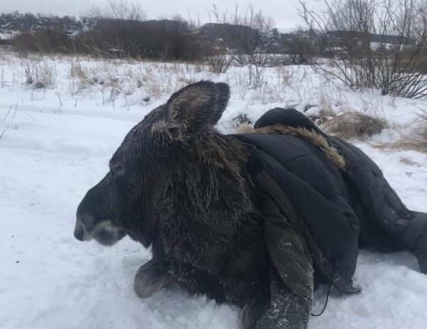 Лосёнка, спасённого из проруби в Нижегородской области, отпустили в лес