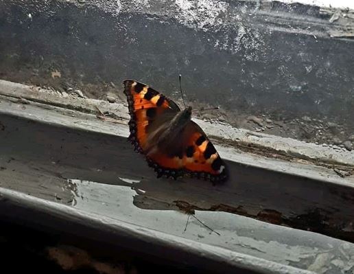 Фото дня: зимняя бабочка проснулась в доме известного нижегородского режиссера