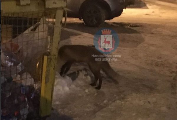 Лиса опять вернулась к людям в ЖК «Цветы» в Нижнем Новгороде