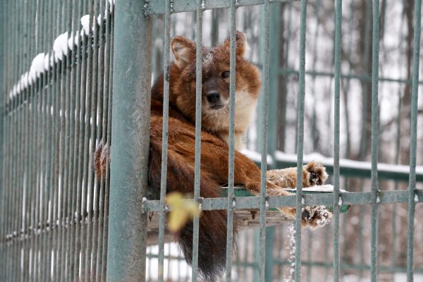 Красных волков из зоопарка «Мишутка» передадут в костромской зоопарк (ДОПОЛНЕНО)