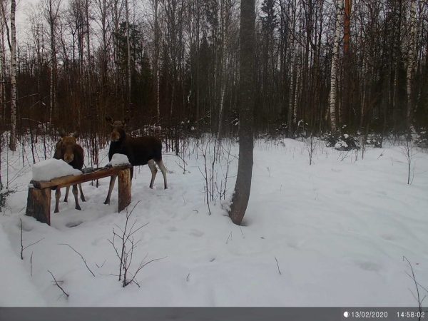 Лакомившихся солью лосей удалось снять в павловском «лесном ресторане» на фотоловушку