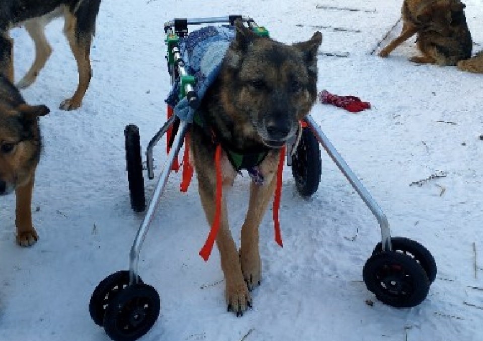 «Собрали настоящую инвалидную коляску»: в нижегородском приюте спасли парализованную собаку