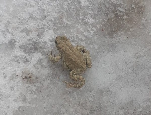 В Нижегородской области лягушки проснулись от зимней спячки