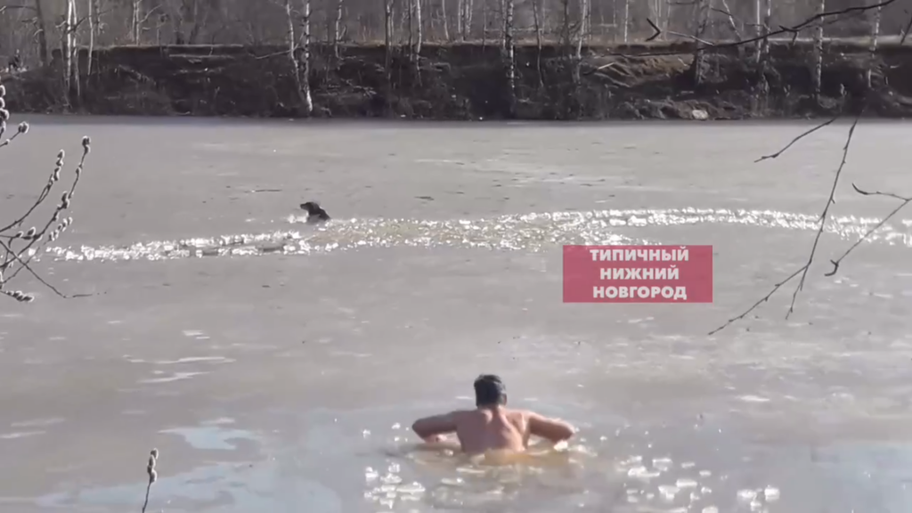 Нижегородский разведчик бросился на спасение бродячей собаки из ледяной воды