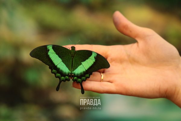 Эффект бабочки: один день на выставке самых красивых насекомых