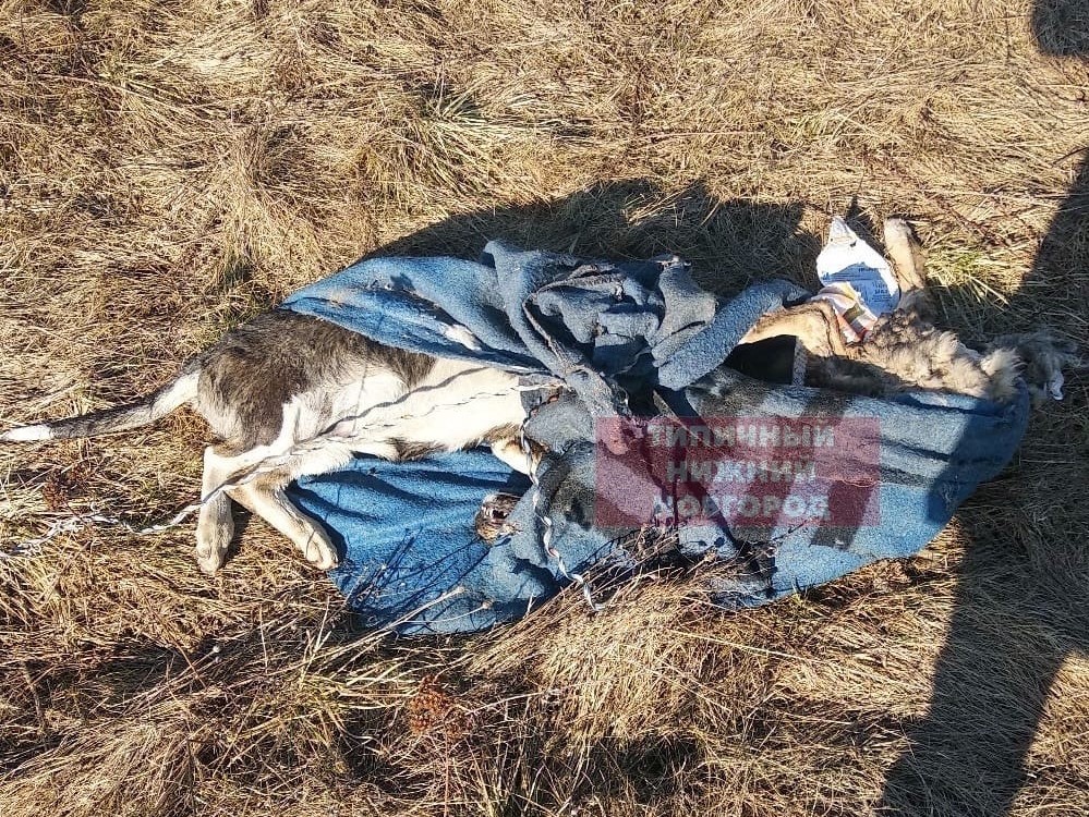 Трупы собак с вырезанными половыми органами обнаружили в Автозаводском районе (UPD)