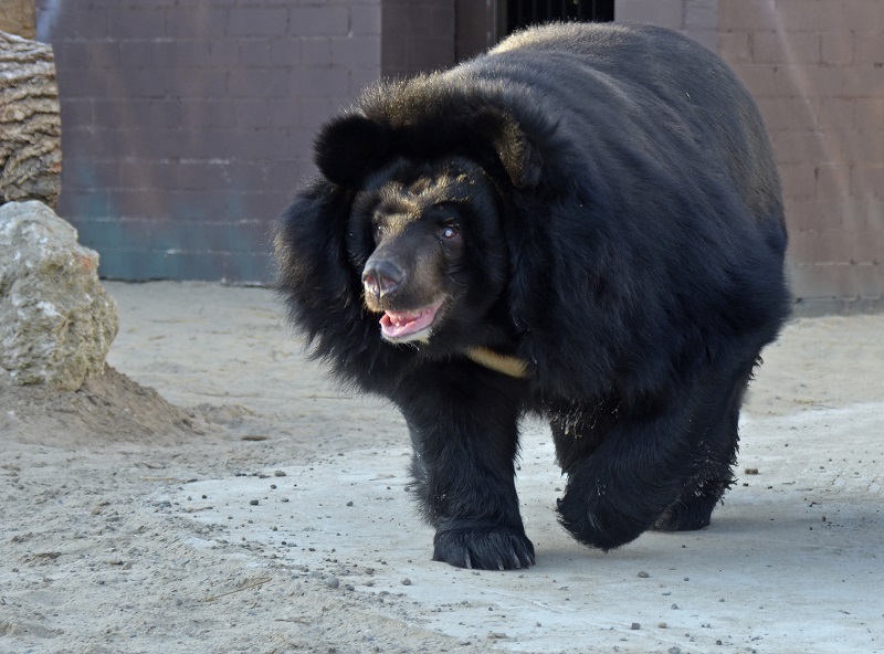 Гималайская медведица из закрытого зоопарка «Мишутка» скончалась после эпилептического приступа