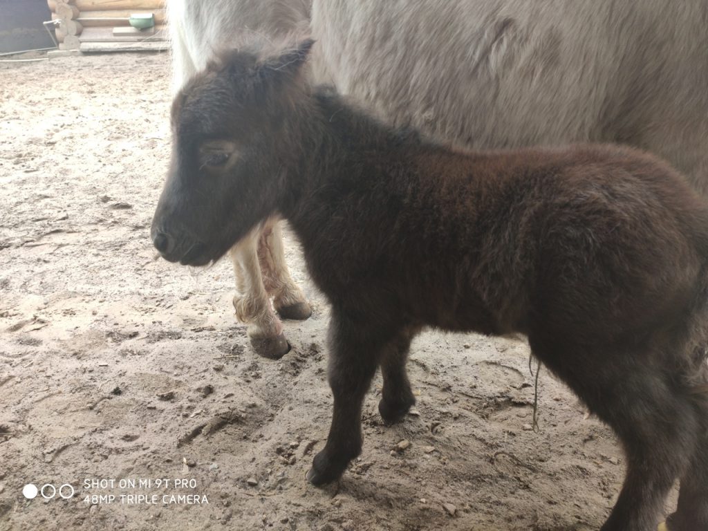Нижегородцы смогут выбрать имя для новорожденного жеребенка в зоопарке «Лимпопо»