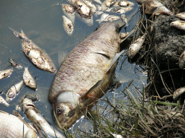Массовое отравление рыбы обнаружили рыбаки в Артемовских лугах