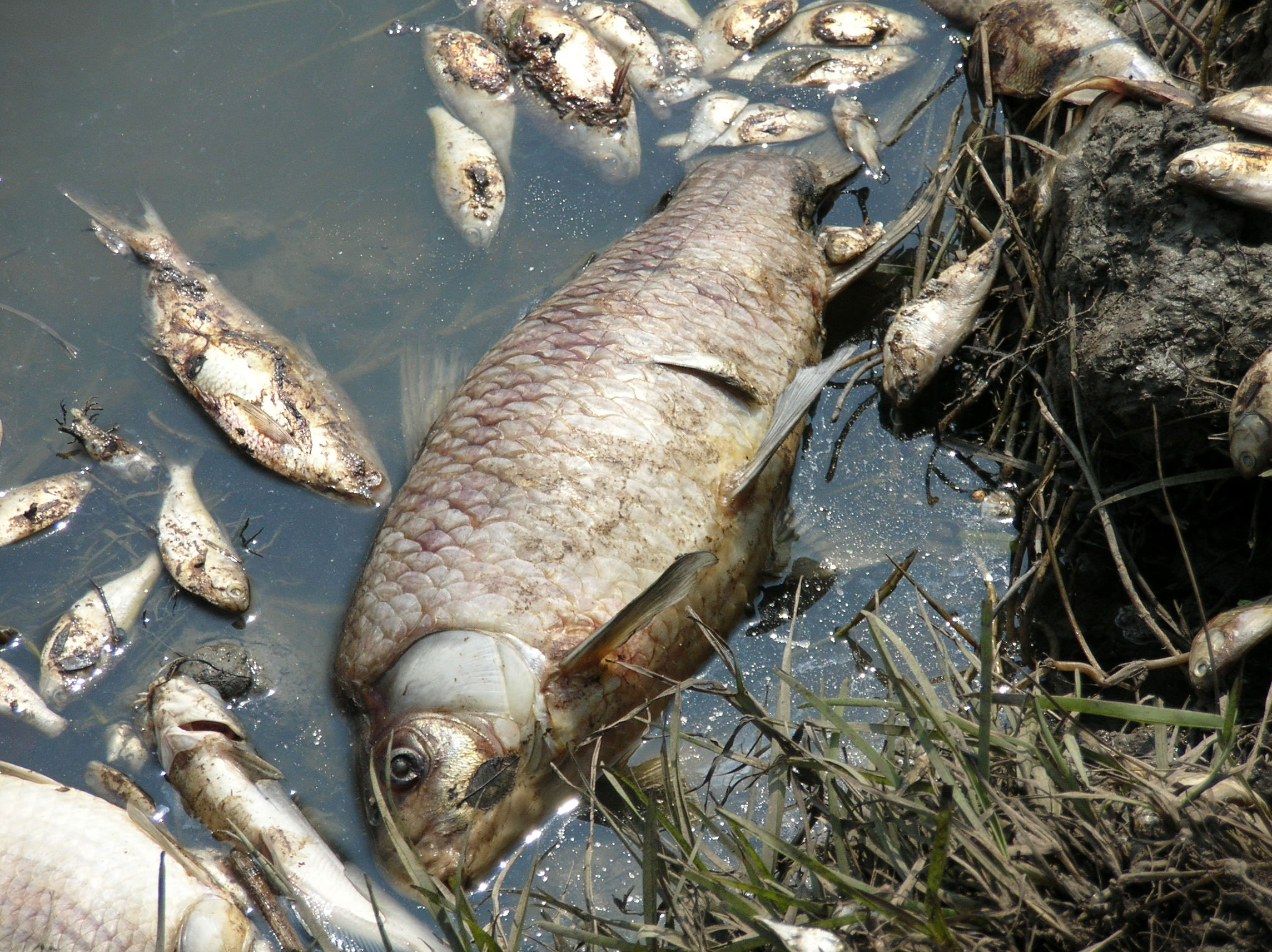 Рыбки гибнут. Загрязнение водоемов. Рыбы в водоеме.