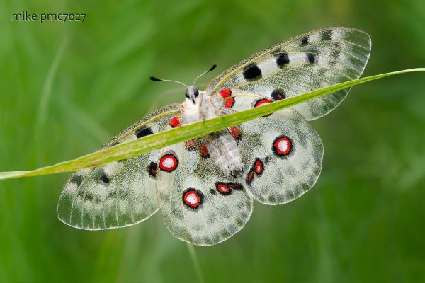 Михаил Ростропович: «Я сфотографировал около 700 видов бабочек прямо на своем дачном участке»