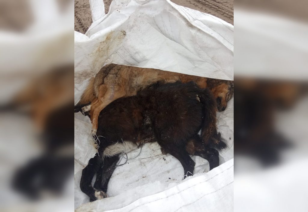 Сумку с трупами собак нашли около детского дома в Дзержинске