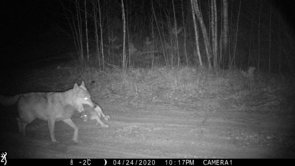 Фотоловушка в Керженском заповеднике засняла ночную охоту волка