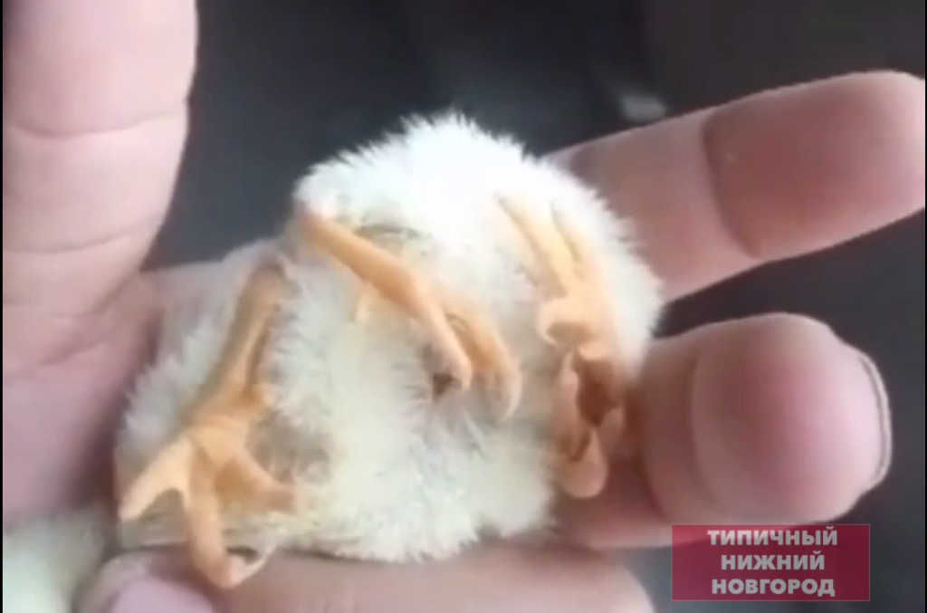 Цыплёнок с четырьмя лапками родился в Балахнинском районе