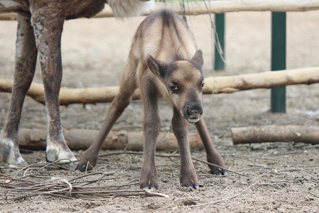Фото дня: два оленёнка родились в зоопарке «Лимпопо»