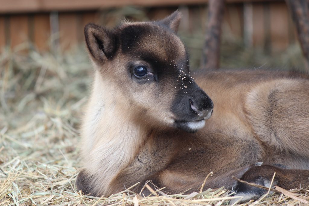 Два оленёнка родились в зоопарке «Лимпопо»