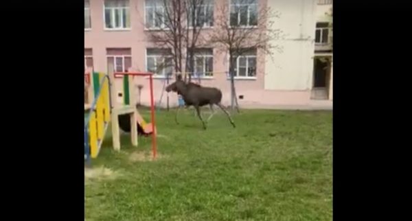 Видео дня: Лось заблудился в сормовском детском саду