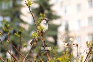 Устойчивый плюс: в Нижегородскую область идет&nbsp;весна