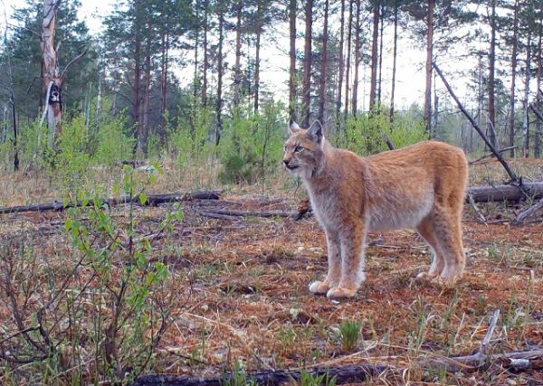 Рысь и медведь попались в фотоловушку Керженского заповедника (Фото)