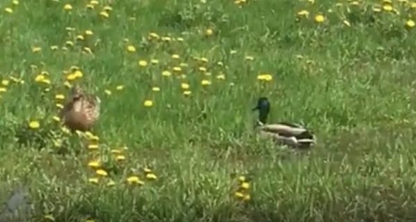 На стадионе «Водник» поселились утки (ВИДЕО)