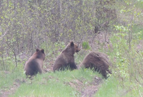 Семейство медведей встретили в лесу сотрудники Керженского заповедника