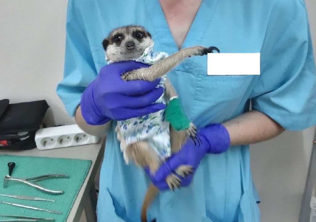 Нижегородские ветеринары спасли беременную самку суриката