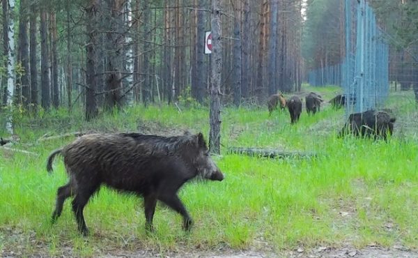 Стадо кабанов попало в фотоловушку в Керженском заповеднике