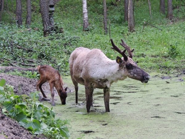 Пять оленят появились на свет в Керженском заповеднике