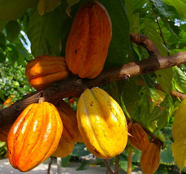 В ботаническом саду ННГУ впервые созрели плоды какао