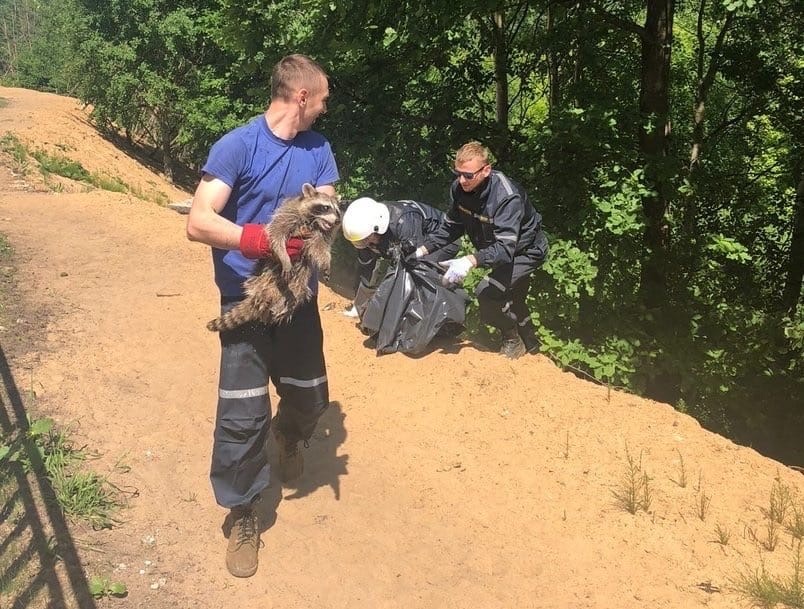Нижегородцы спасли енота, застрявшего на дереве в микрорайоне Бурнаковский