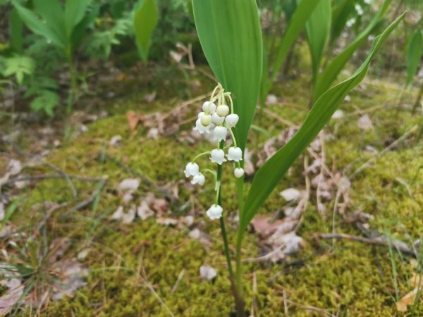 Ландыши зацвели в нижегородских лесах