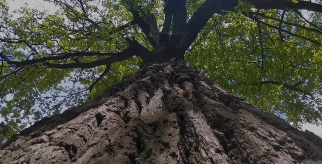 Трехсотлетний дуб — памятник природы стал «главным героем» онлайн-экскурсии в рамках видеопроекта «Экобраз»