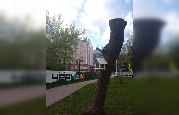 Выясняем, зачем в Нижнем Новгороде деревья превращают в пеньки