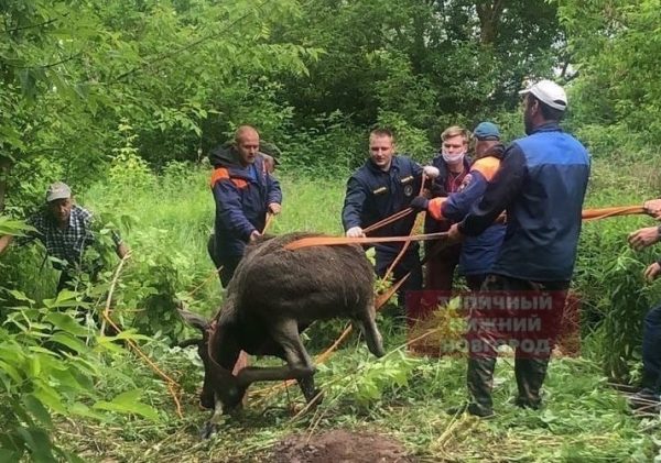 Видео дня: маленького лосёнка спасли из котлована с водой на Бору