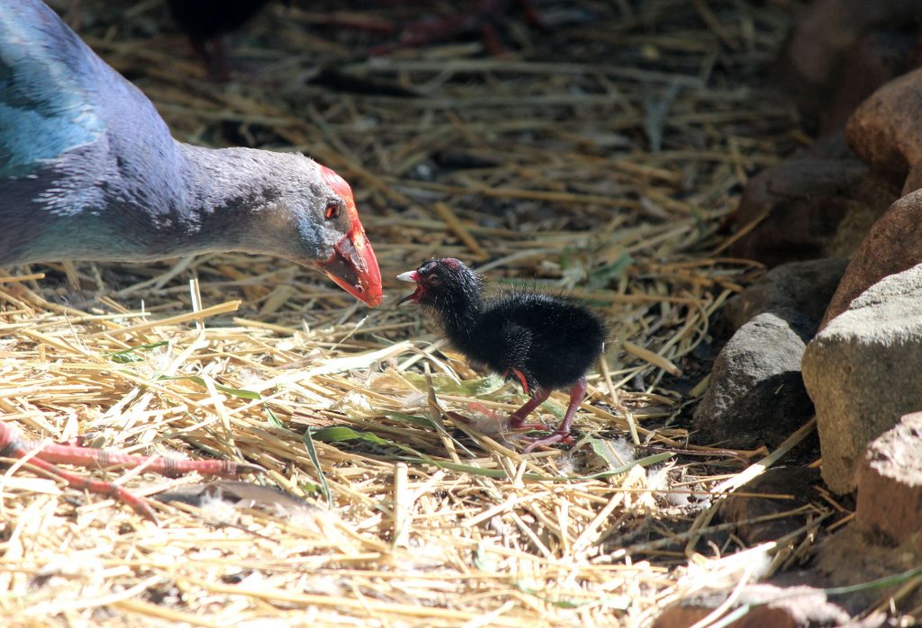 Бэби-бум в Лимпопо: птенцы каспийской султанки и малыш-пака родились в зоопарке