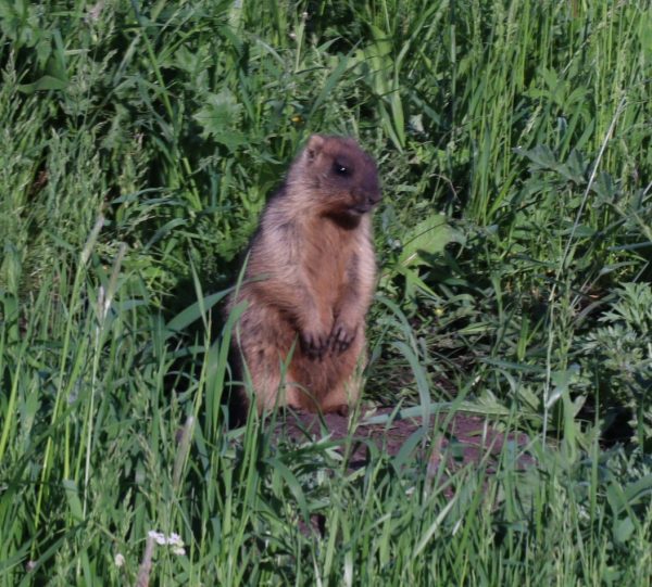 Численность степного сурка увеличилась в Нижегородской области