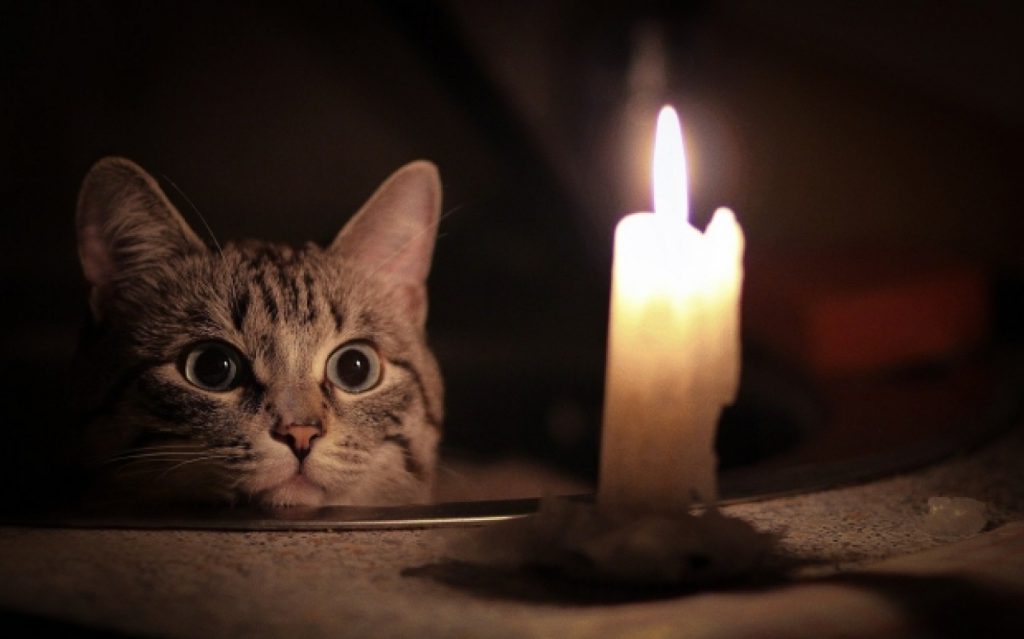 Кот без света