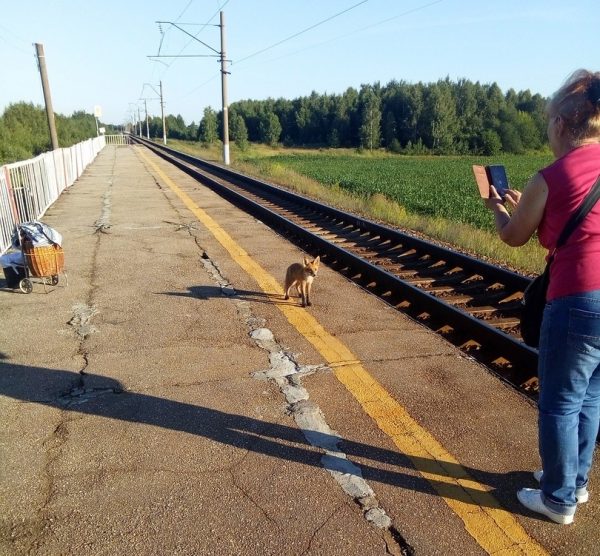 Лисенок появился на железнодорожной станции Балахнинского района