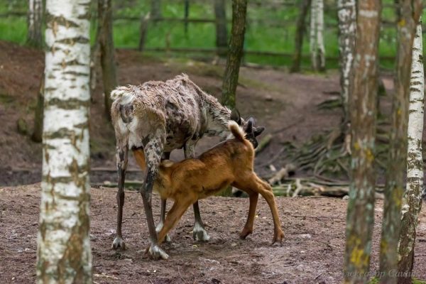 В Керженский заповедник привезут северных оленей