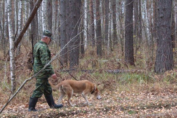 С 20 августа началась выдача разрешений охотникам на добычу пушных животных