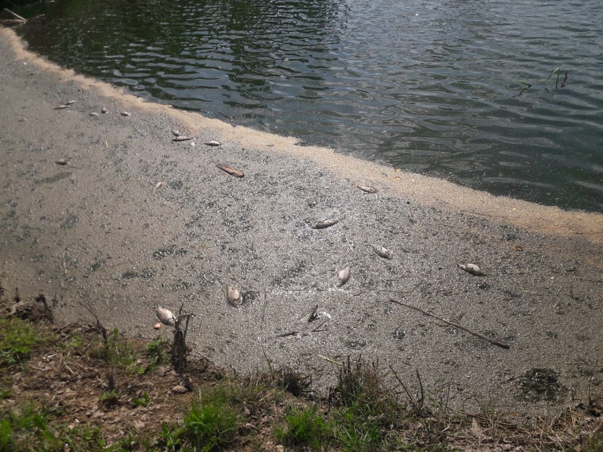 Массовая гибель рыбы началась в богородском озере