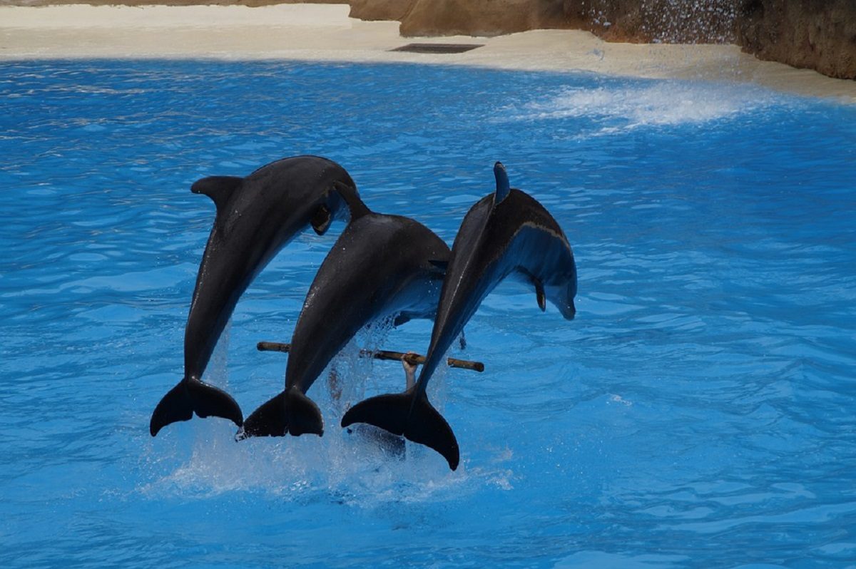 Глеб Никитин разрешил открыться дельфинариям в Нижегородской области