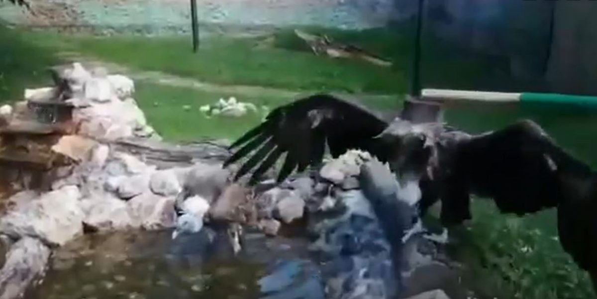 Видео дня: Сип и черный гриф устроили водные процедуры в зоопарке «Лимпопо»