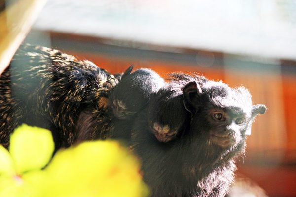 Малыши тамарины родились в зоопарке «Лимпопо»