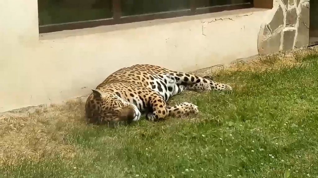 Видео дня: в зоопарке «Лимпопо» показали дневной сон своих обитателей