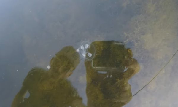 Видео дня: стаю медуз обнаружил рыбак в одном из водоёмов Дзержинска