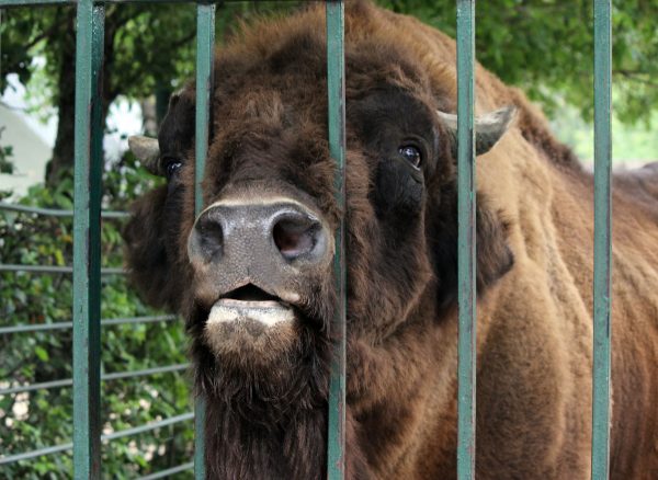 Зубр Мурат из зоопарка «Лимпопо» отметил день рождения