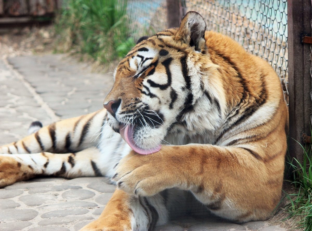 В «Лимпопо» отметят день рождения амурского тигра